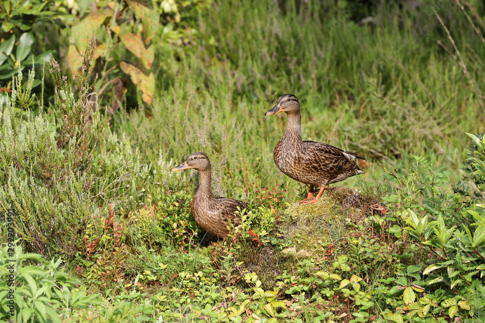 Ducks between green grass Ducks between green grass