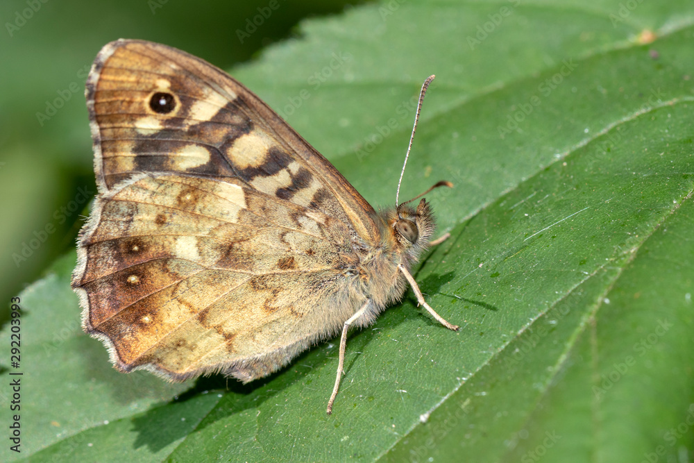 close up of butterfly on leaf close up of butterfly on leaf