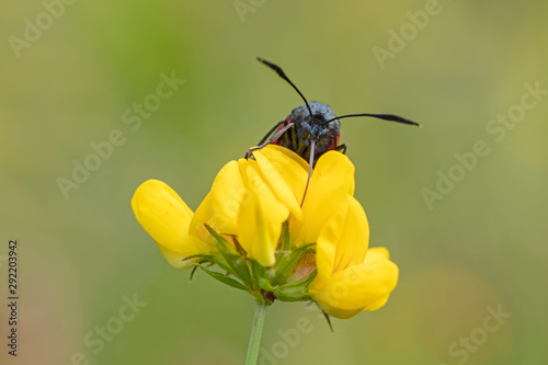 close up of a Cinnabar moth on flower © Edwin Butter