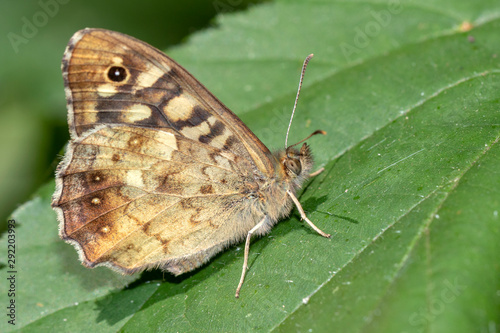 close up of butterfly on leaf