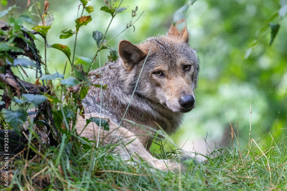 Naklejka premium wild Eurasian wolf animal in natural habitat