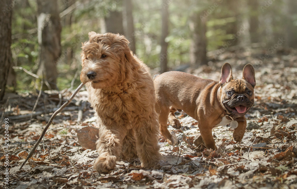 Dogs playing