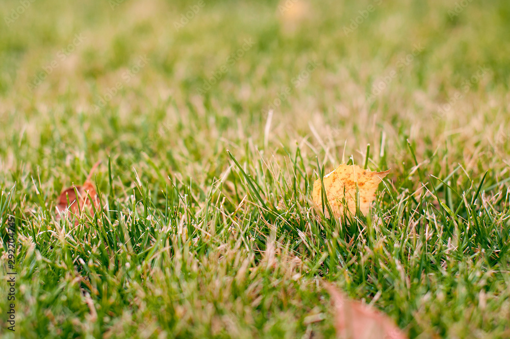 Bright mowed green grass lawn in which lies the dry leaves of birch Bright mowed green grass lawn in which lies the dry leaves of birch