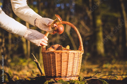 Fotografie Picking porcini mushroom in forest