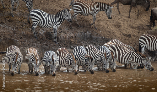 Beautiful wild zebra in africa