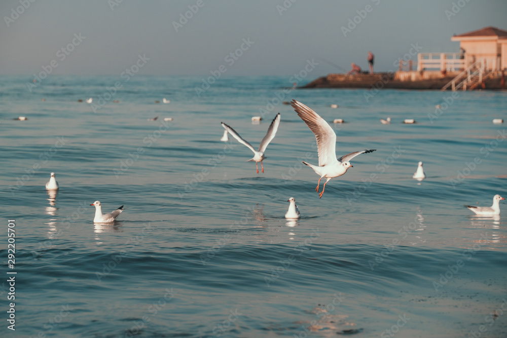 seagulls in the sea on the background of the pier