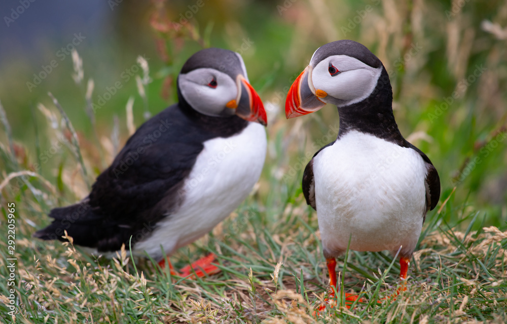 Naklejka premium Beautiful Atlantic puffin