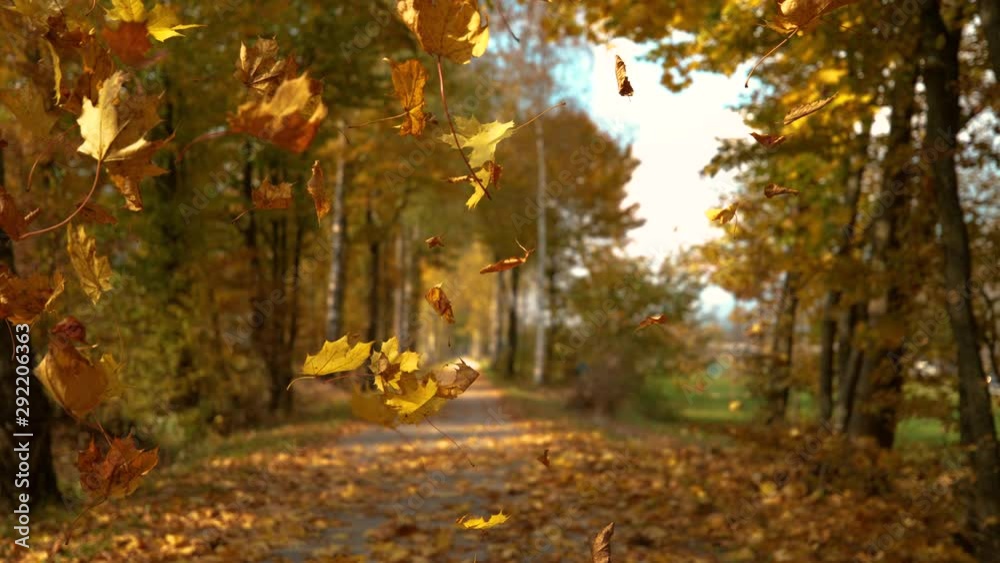 SLOW MOTION, CLOSE UP, DOF: Scenic shot of autumn colored tree leaves falling from the canopies and onto the scenic trail leading through the beautiful park. Gorgeous turning leaves falling down.