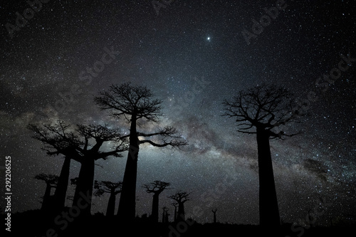Milky Way at Avenue of the Baobabs