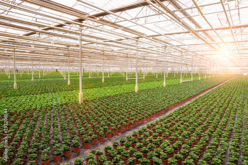Canvas-taulu Industrial greenhouse with rows of cultivation.