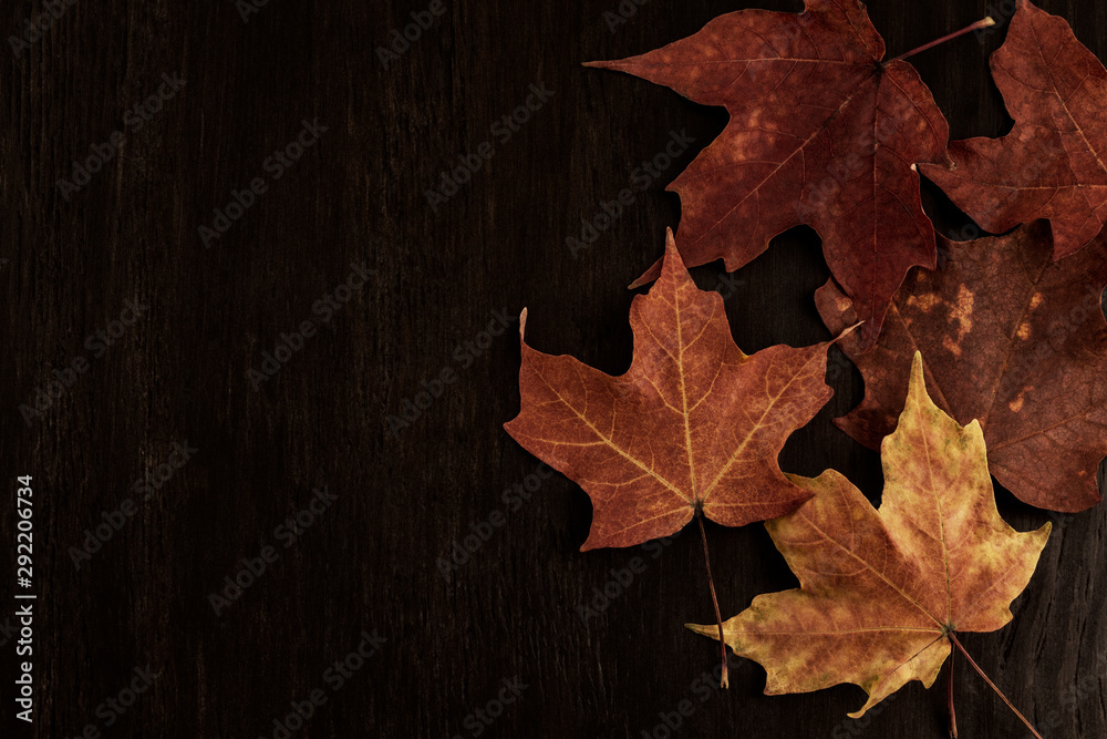 brown maple leaves on dark wood background