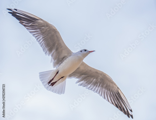 Seagull in flight © Baronb