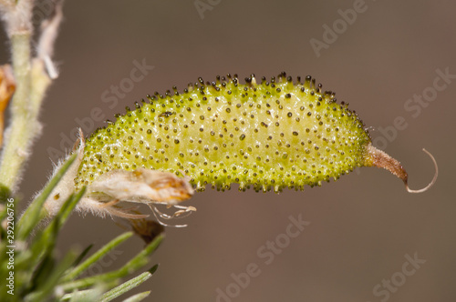 Fotografie Adenocarpus decorticans Silver broom pod with fruits glandular and sticky