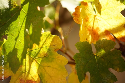 Autumnal grape leaves closeup  autumn sunny garden.