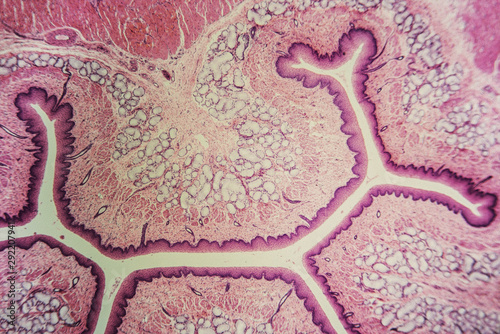 Cross section esophagus dog photo