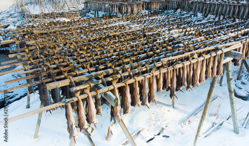 Lofoten Cod fish hanging on scaffolding in winter