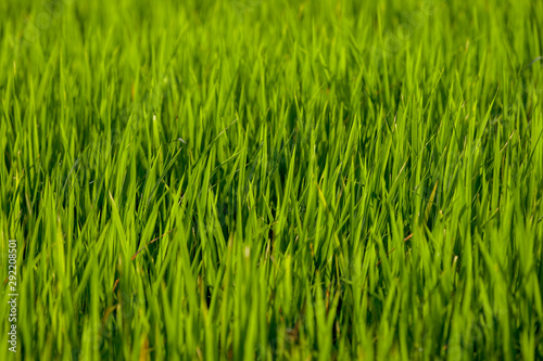 Fresh green rice as seen on many paddy fields throughout South East Asia.