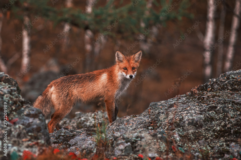 Curious red fox in its natural habitat. Altai nature reserve Curious red fox in its natural habitat. Altai nature reserve