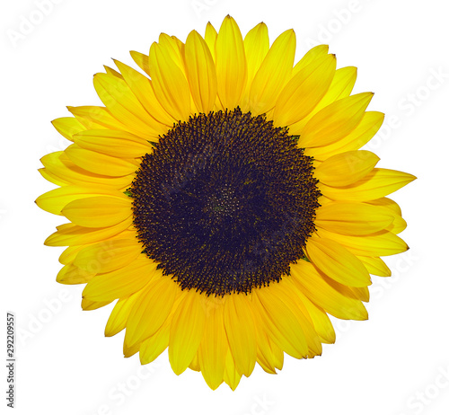 Gelbe Sonnenblume freigestellt vor weißem Hintergrund