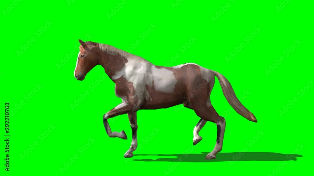 3D rendering of Dapple-trot Horse on green screen 3D rendering of Dapple-trot Horse on green screen
