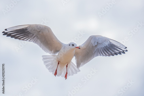 Seagull in flight