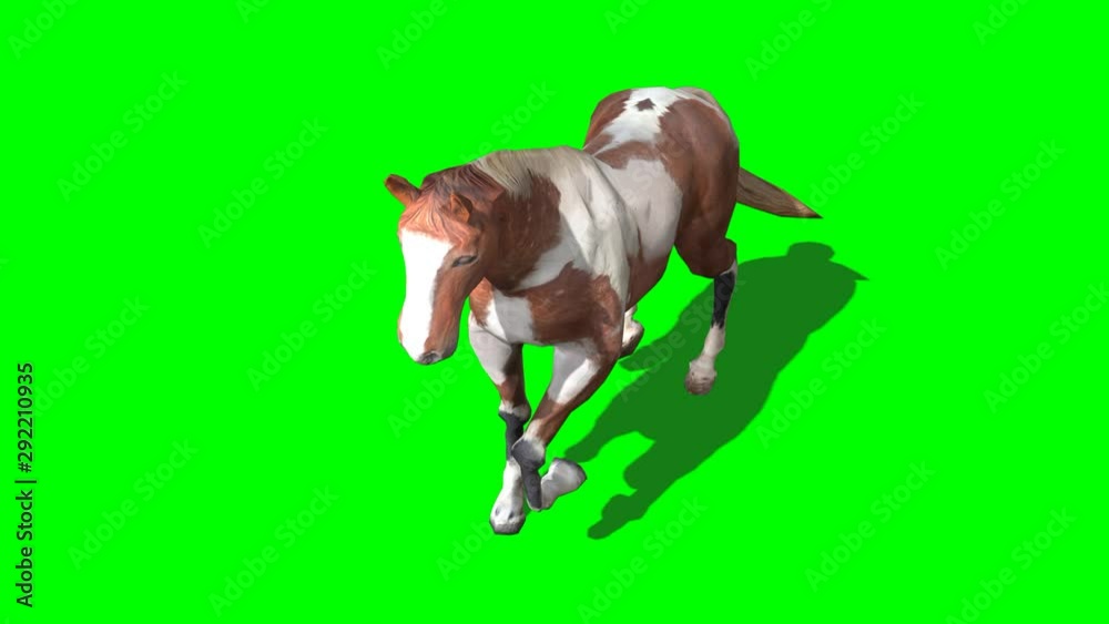 3D rendering of Dapple-trot Horse on green screen 3D rendering of Dapple-trot Horse on green screen