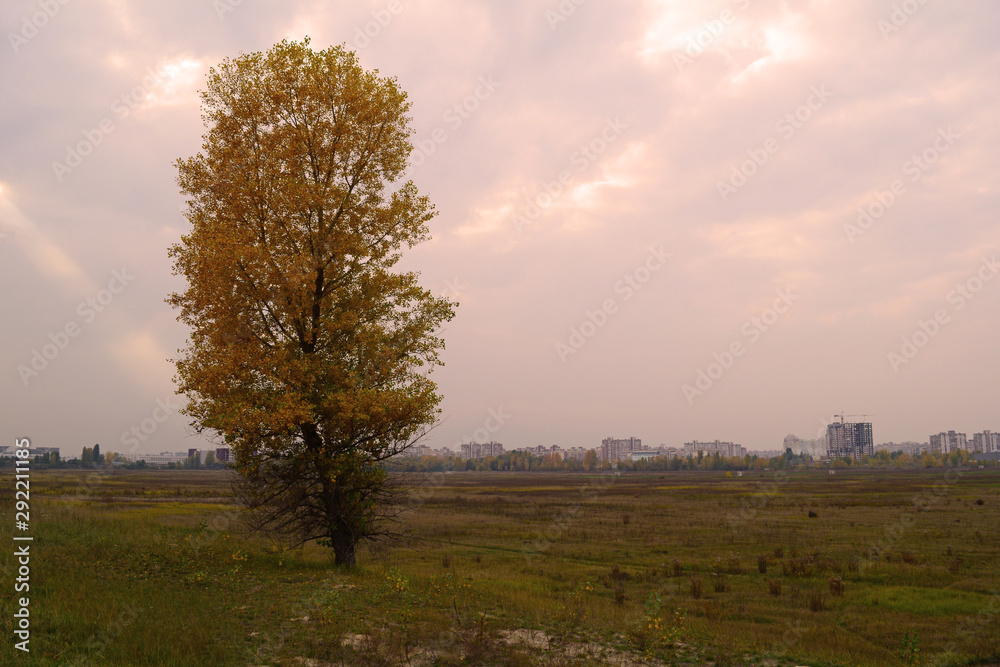 Obraz premium One autumn tree in a field in nature.