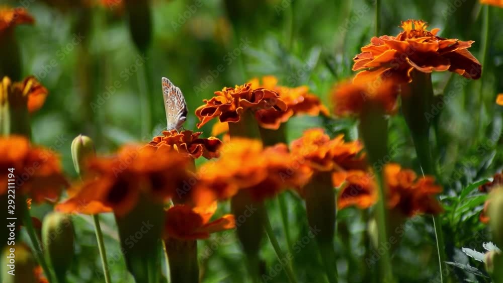butterflies visiting garden butterflies visiting garden