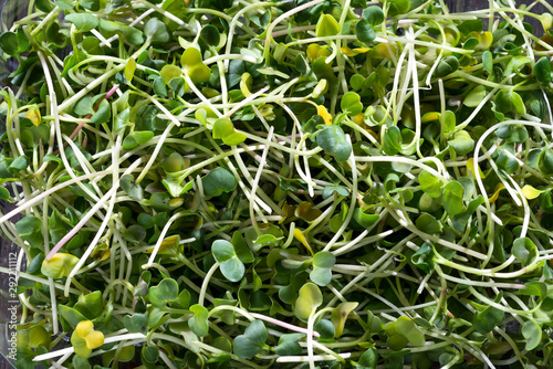 Fresh micro greens radish, sprouts for healthy salad. Food background
