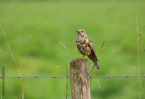 Mistle Thrush (Turdus viscivorus) bird perched on a fence post at the edge of a field with a mouthful of insects.  Taken at Forest Farm Nature Reserve, Cardiff, South Wales, UK