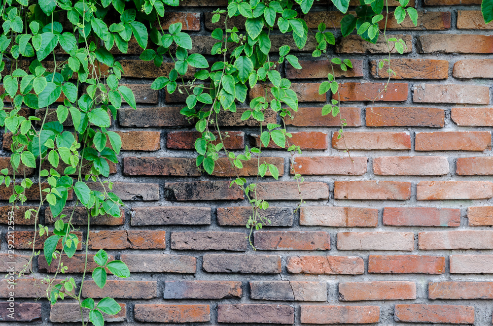 Green leaves plant on old brick wall with copy space for background , texture , copy text. Green leaves plant on old brick wall with copy space for background , texture , copy text.