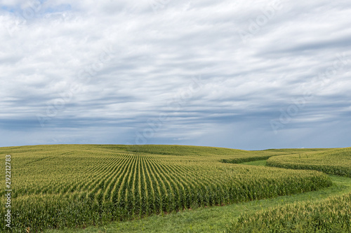 Fotótapéta A green field of corn in eastern Iowa on a summer day.