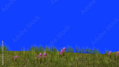 3D rendering on green screen of grass and flowers in a meadow swinging in the wind