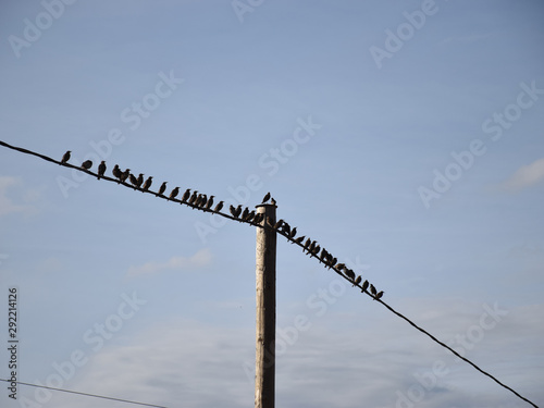 landscape with electric pole and lots of small birds
