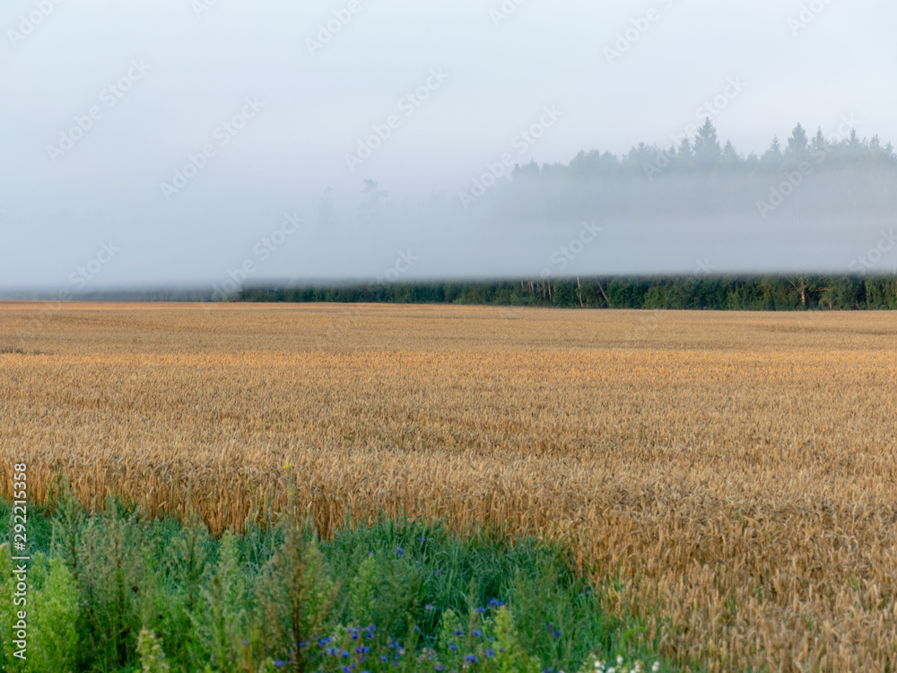 fog landscape with cereal field and fog, fuzzy contours