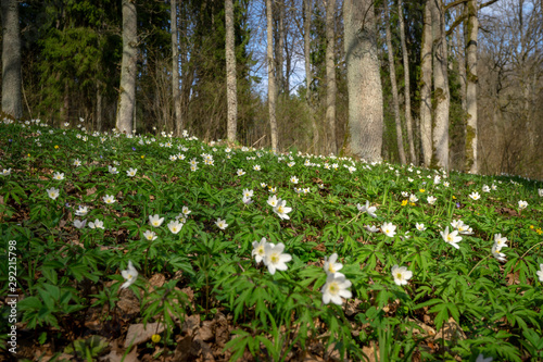 Anemone nemorosa is an early-spring flowering plant in the buttercup family Ranunculaceae, native to Europe
