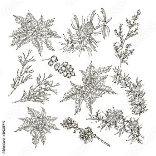 Collection of Christmas plants. Black and white branches of Poinsettia, cedar, fir, sypress and juniper tree. Vector illustration engraved.