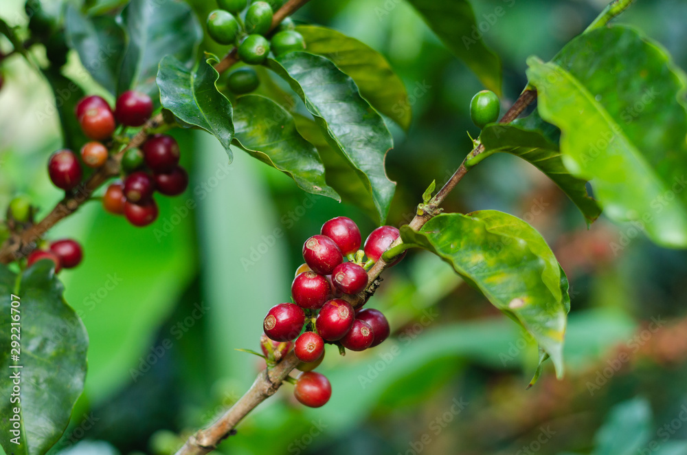 Coffee plants. Branches with coffee beans. Coffee plants. Branches with coffee beans.