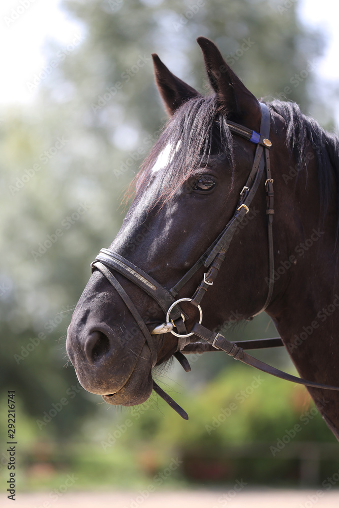 Obraz premium Head shot of a purebred saddle horse against green natural background