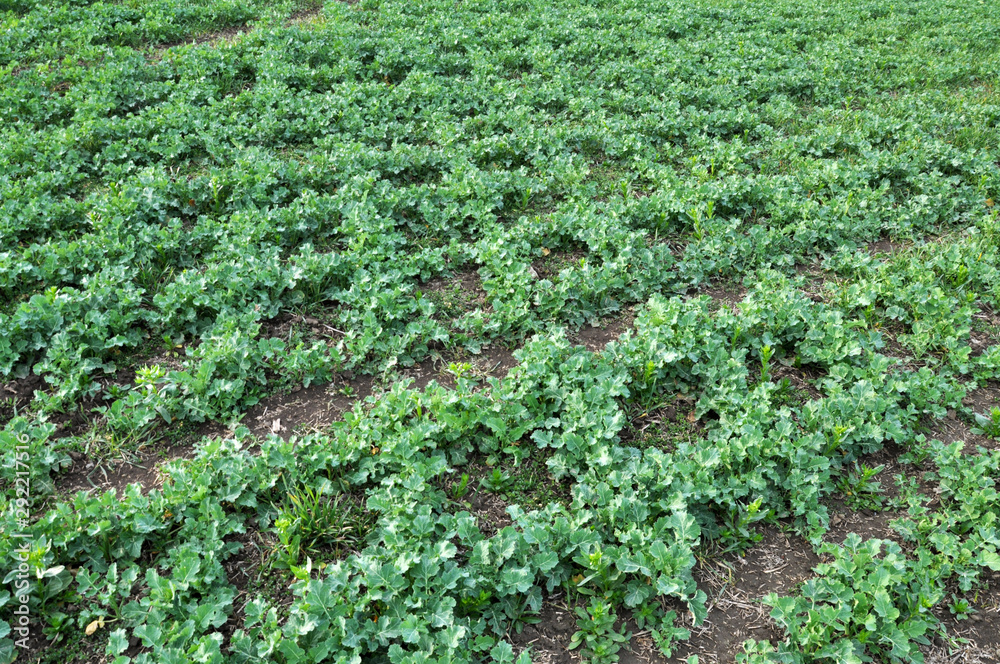 Spring field with winter rape