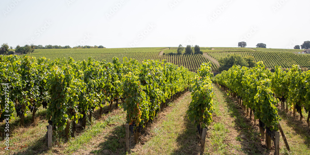Vine agriculture in Medoc region near Bordeaux vineyard in web banner template header