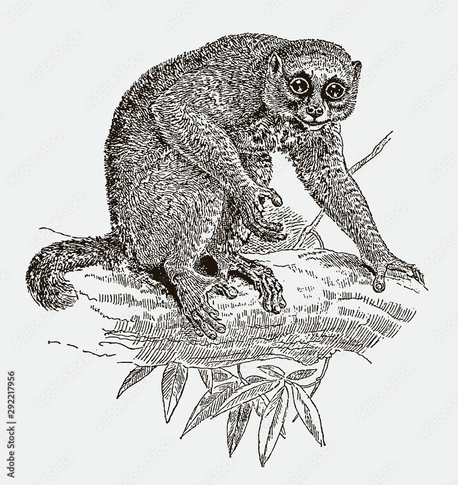 Potto perodicticus sitting on a branch. Illustration after an engraving  from the 19th century Stock Vector | Adobe Stock