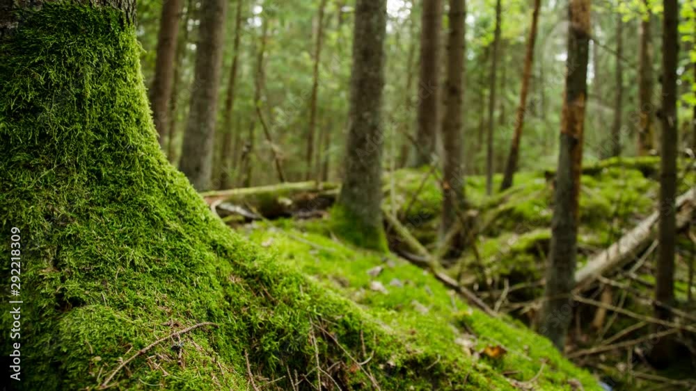Timelapse of the forest. Old ancient forest with trenches after the war. Timelapse of the forest. Old ancient forest with trenches after the war.