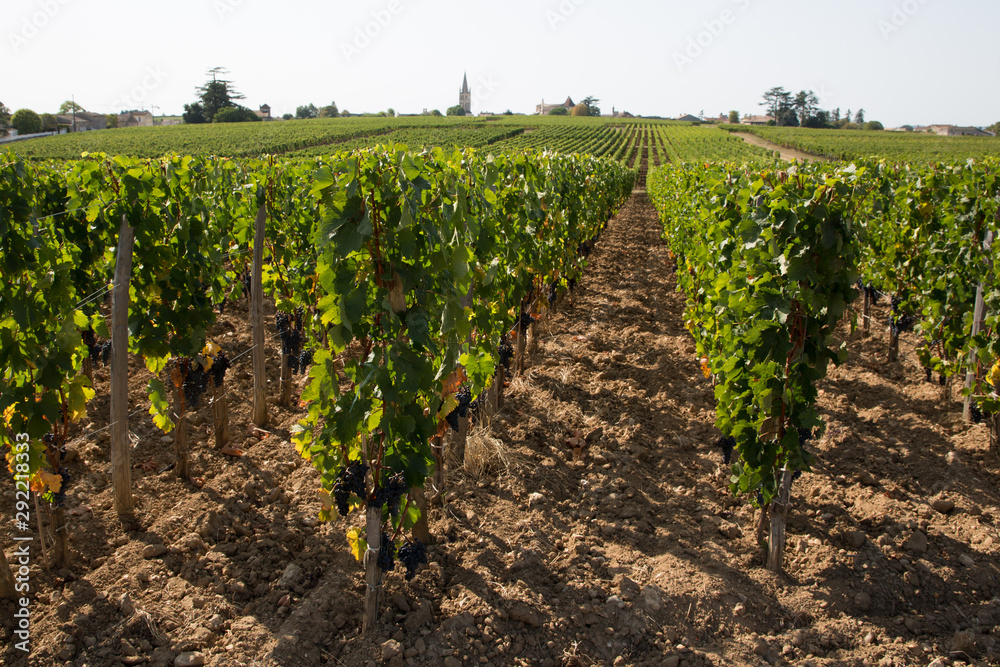 French vineyard in Medoc Bordeaux grape wine farming summer day