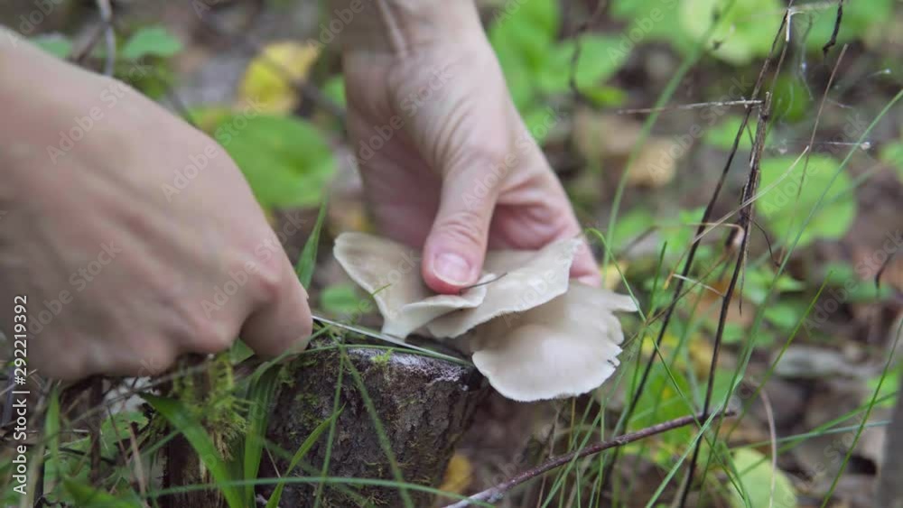 collecting oyster mushrooms in the autumn forest