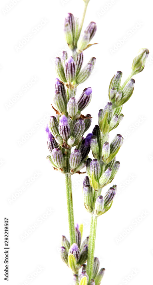 Naklejka premium Close-Up Of Lavender Flower Against White Background