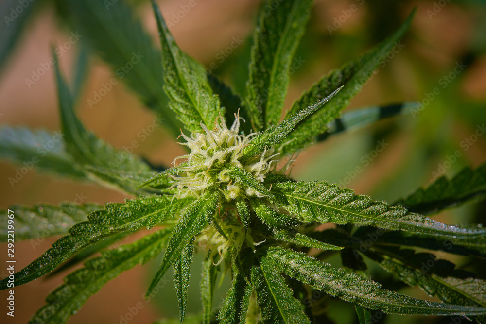 Close up macro of immature growing natural light growth medical thc cbd medical and recreational marijuana plants in California Close up macro of immature growing natural light growth medical thc cbd medical and recreational marijuana plants in California