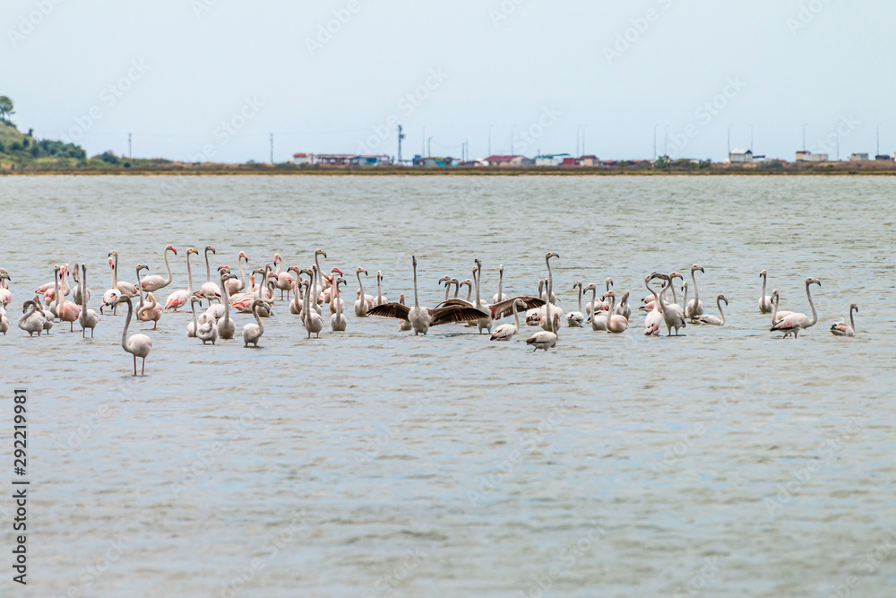Flamingos in Edirne Enez Lake Flamingos in Edirne Enez Lake