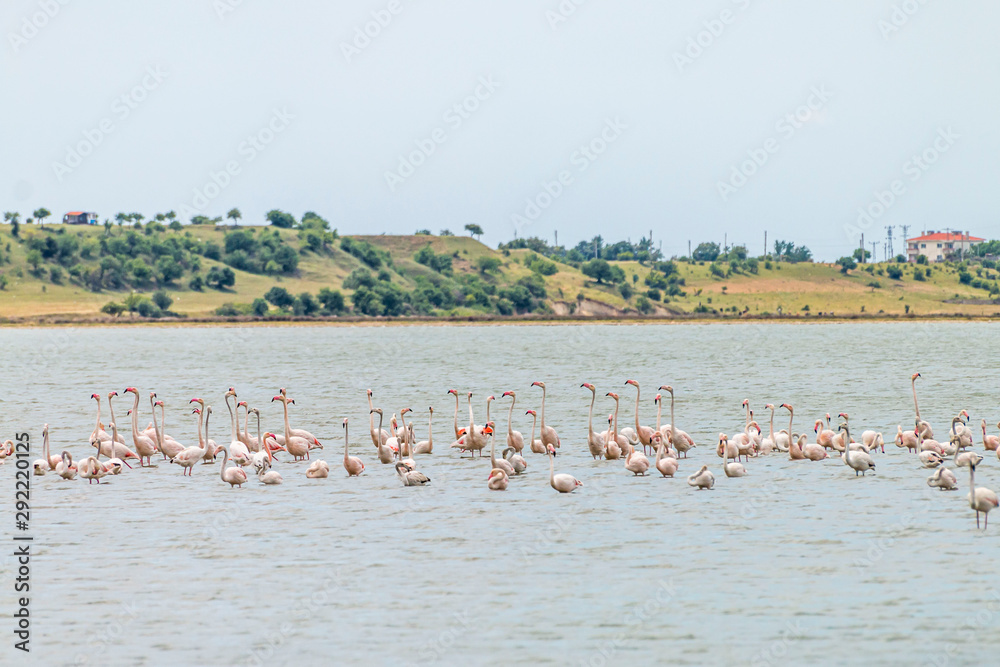 Flamingos in Edirne Enez Lake Flamingos in Edirne Enez Lake