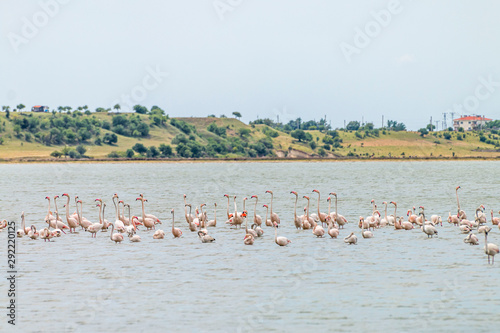 Flamingos in Edirne Enez Lake